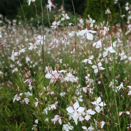 Gaura Lindheimeri Whirling Butterflies - Blanc