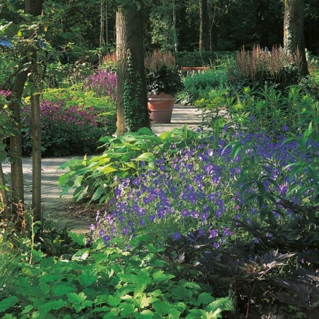 Geranium Brookside - Bleu Violet
