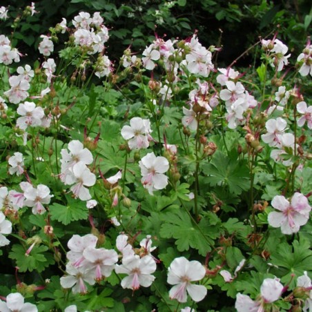 Geranium Cantabridgense Biokovo - Blanc Rosé