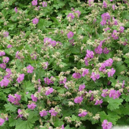Geranium Cantabridgense Cambridge - Rose Foncé