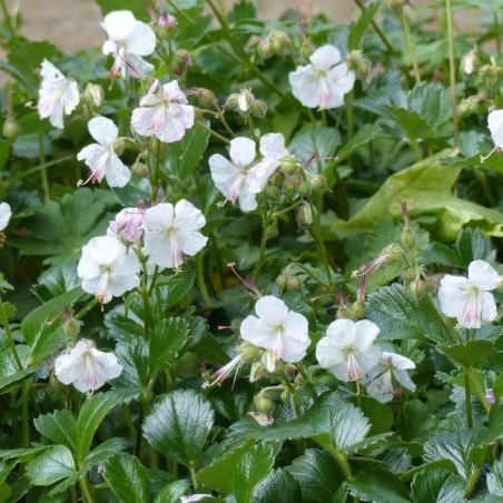 Geranium Cantabridgense St.Ola - Blanc Foncé