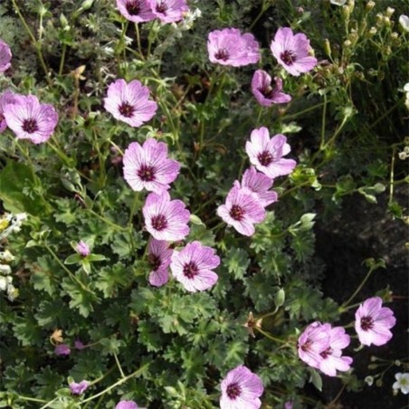 Geranium Cinereum Ballerina - Rose