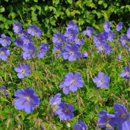 Geranium Clarkei Kashmir Blue - Bleu