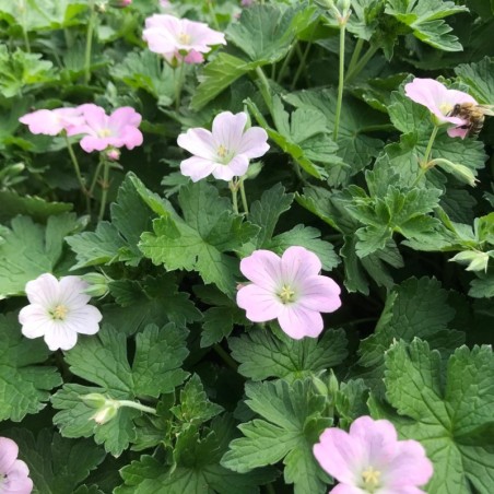 Geranium Dreamland® - Rose
