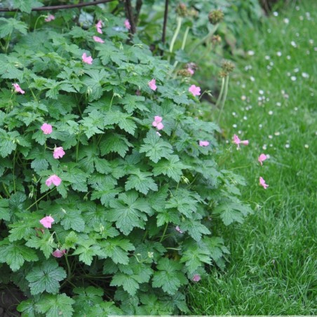Geranium Endressi - Rose