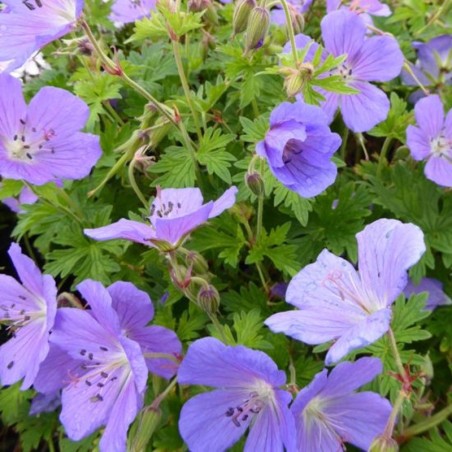 Geranium Himalayense Gravetye - Bleu Violet
