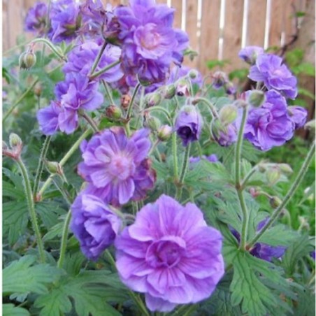 Geranium Himalayense Plenum - Bleu