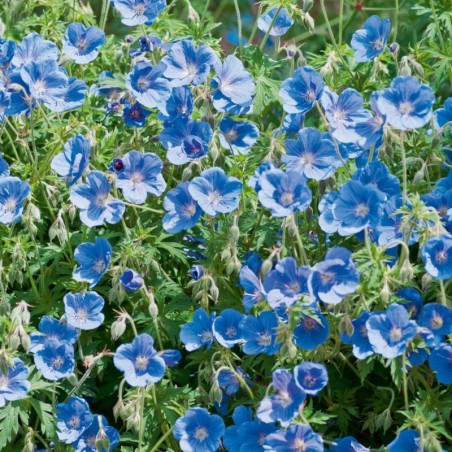 Geranium Johnson'S Blue - Bleu