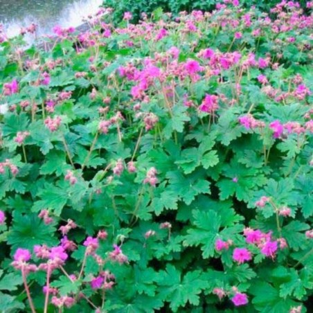 Geranium Macrorrhizum Csarkor