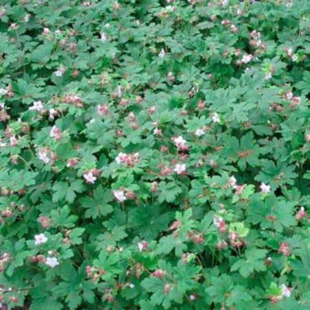 Geranium Macrorrhizum Spessart - Blanc Rosé