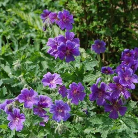 Geranium Magnificum Rosemoor - Bleu