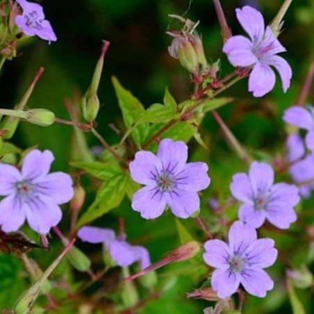 Geranium Nodosum - Rose