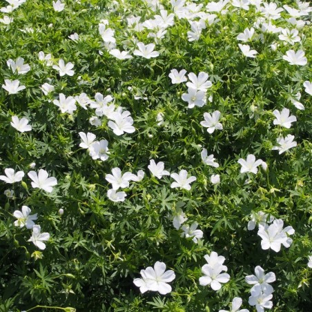 Geranium Sanguineum Album - Blanc