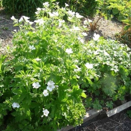 Geranium Sylvaticum Album - Blanc
