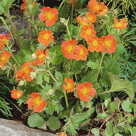 Geum Coccimeum Koï - Orange