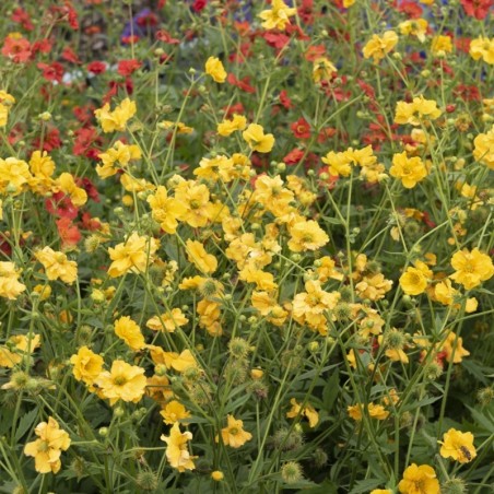Geum Lady Stratheden - Jaune
