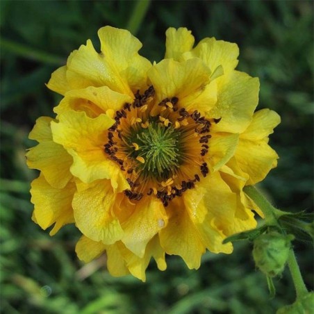 Geum Lady Stratheden - Jaune