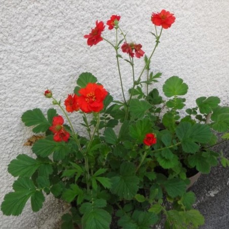 Geum Mrs. Bradshaw - Rouge