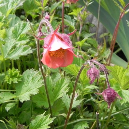 Geum Rivale - Rose Pale