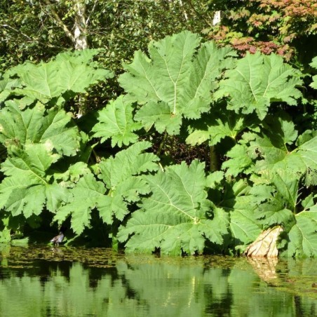 Gunnera Manicata - Cosse Brun Orangé