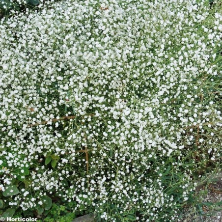 Gypsophila Paniculata Bristol Fairy - Blanc