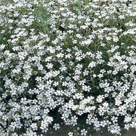 Gypsophila Paniculata Schneeflocke - Blanc