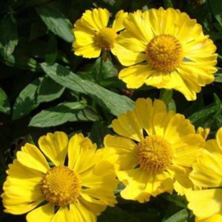Helenium Autumnale Helena Gold - Jaune