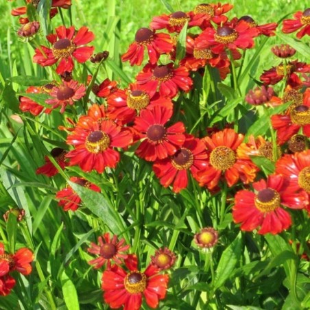Helenium Autumnale Helena Red Shades - Rouge