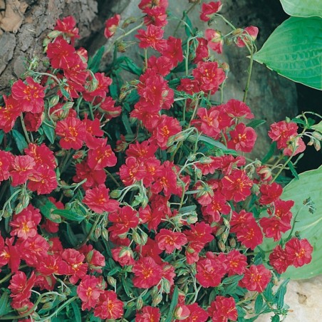 Helianthemum Cerise Queen - Rouge