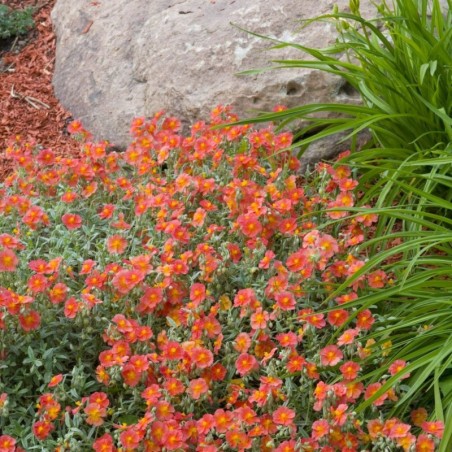 Helianthemum Fire Dragon - Orange