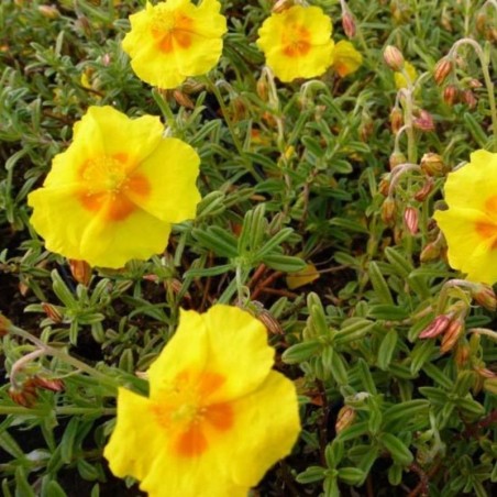 Helianthemum Golden Queen - Jaune