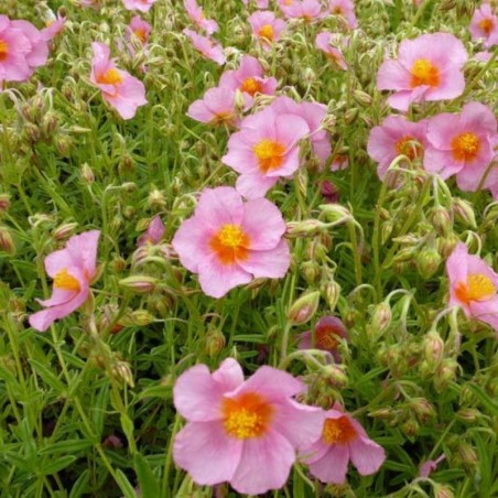 Helianthemum Lawrenson'S Pink - Rose
