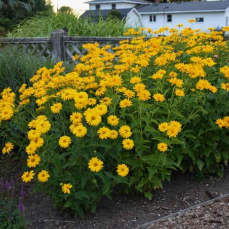 Heliopsis Helianthoides Summer Sun - Jaune