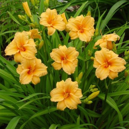 Hemerocallis Bertie Ferris - Melon