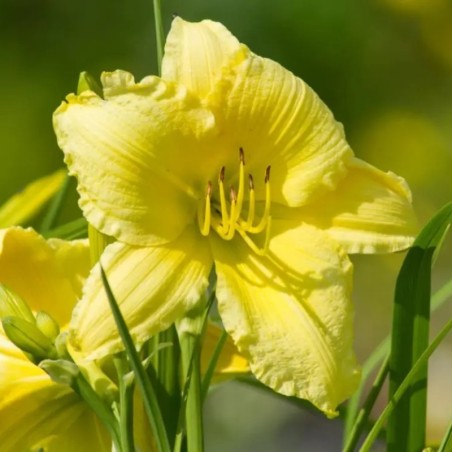 Hemerocallis Big Time Happy - Jaune Citron Coeur Vert