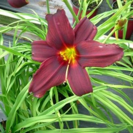 Hemerocallis Bourbon King - Rouge Foncé