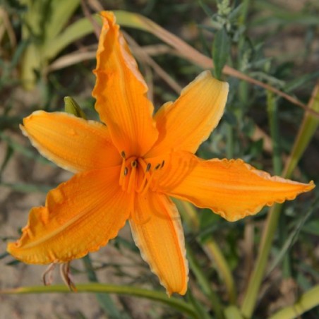 Hemerocallis Burning Daylight - Orange