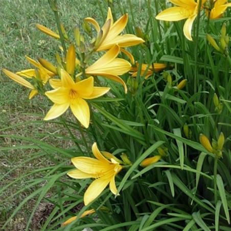 Hemerocallis Citrina - Jaune Brun