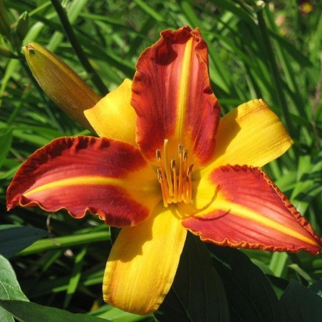 Hemerocallis Frans Hals - Jaune / Rouge