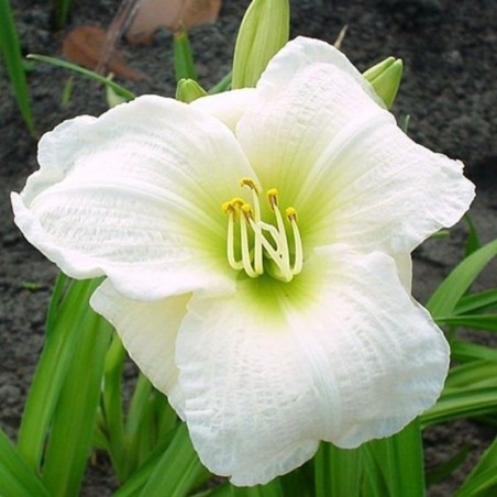 Hemerocallis Gentle Shepard - Blanc