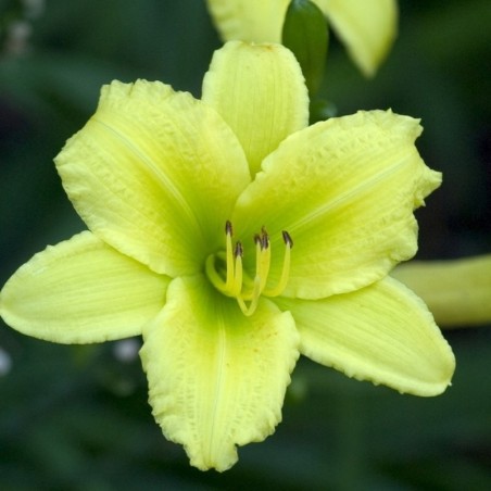 Hemerocallis Green Flutter - Jaune Pâle