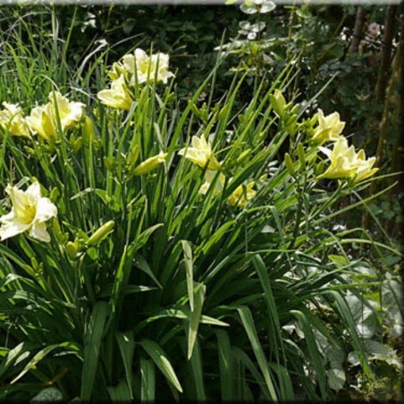 Hemerocallis Iron Gate Glacier - Blanc Creme