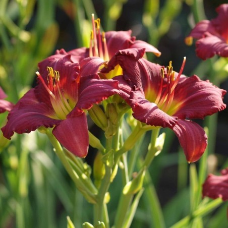Hemerocallis Pardon Me - Rouge Sombre