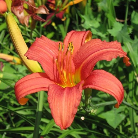 Hemerocallis Pink Damask - Rose