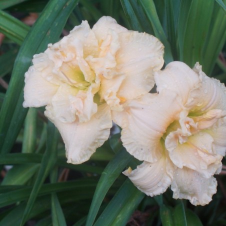 Hemerocallis Schnickel Fritz - Fleru Double Blanc Saumone