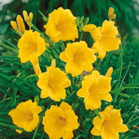 Hemerocallis Stella D'Oro - Jaune