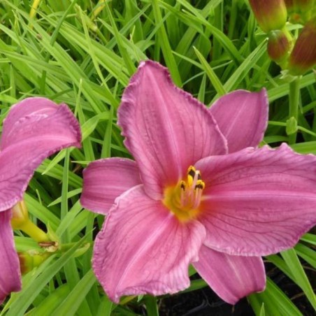 Hemerocallis Summer Wine - Violet