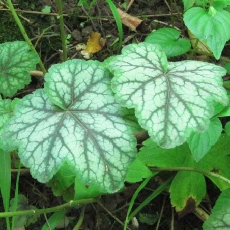 Heuchera Americana Dale'S Strain - Blanc