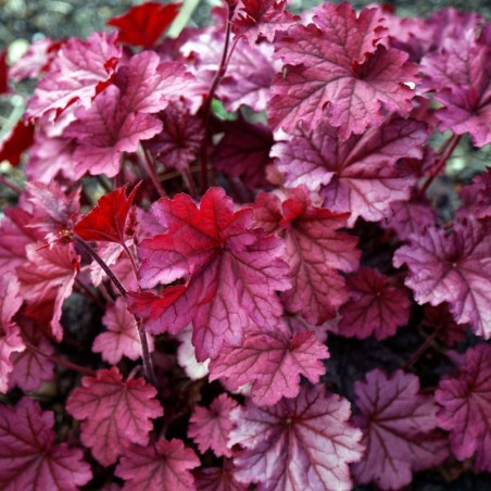Heuchera Berry Smoothie® - Rose