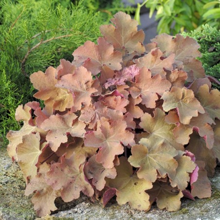 Heuchera Caramel® - Blanc